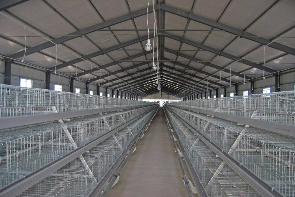 alibaba china supplier chicken cage company for home &amp; garden #1 small image