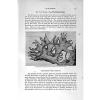 Old   Antique Print Natural History 1896 Cross-Bearing Nemertine Worm 459F166