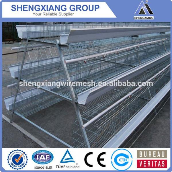 2017! Aliaba com China Supplier A type Chicken cage for hot sale #3 image