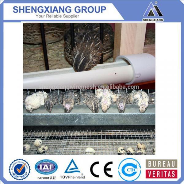Alibaba China supplier hight Quality Animal Cages wire mesh quail cage provider #4 image