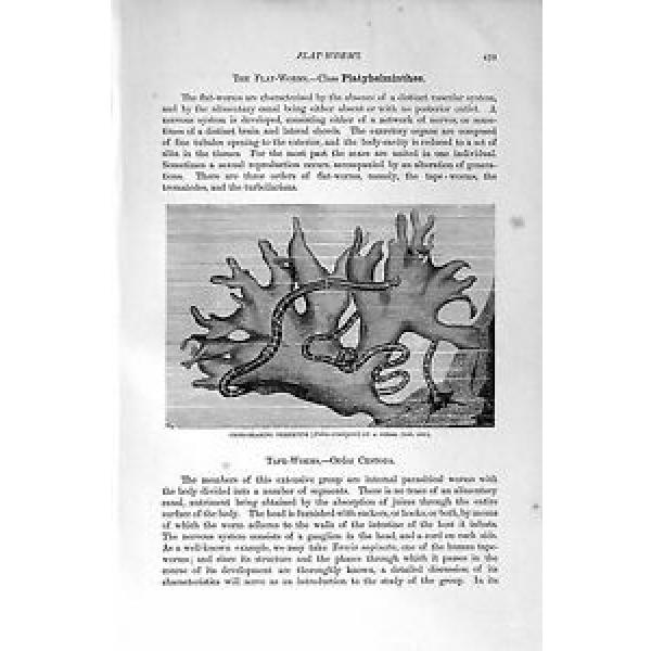 Old   Antique Print Natural History 1896 Cross-Bearing Nemertine Worm 459F166 #1 image